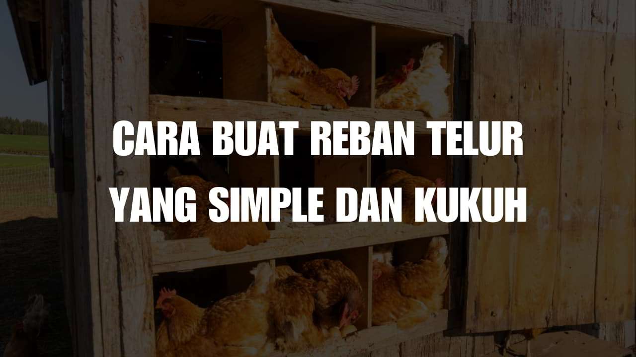 cara buat reban telur yang simple dan kukuh