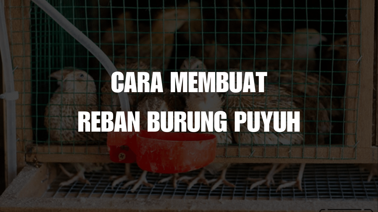 cara membuat reban burung puyuh