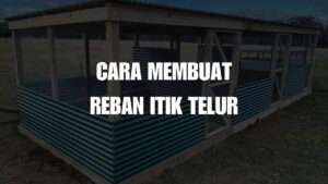 cara buat reban itik telur