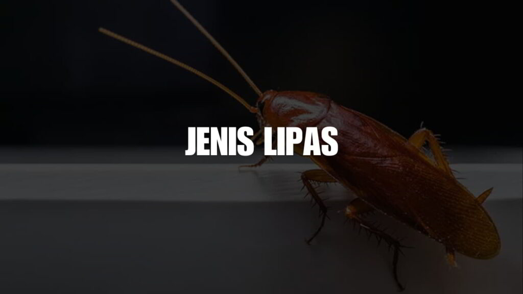 jenis lipas