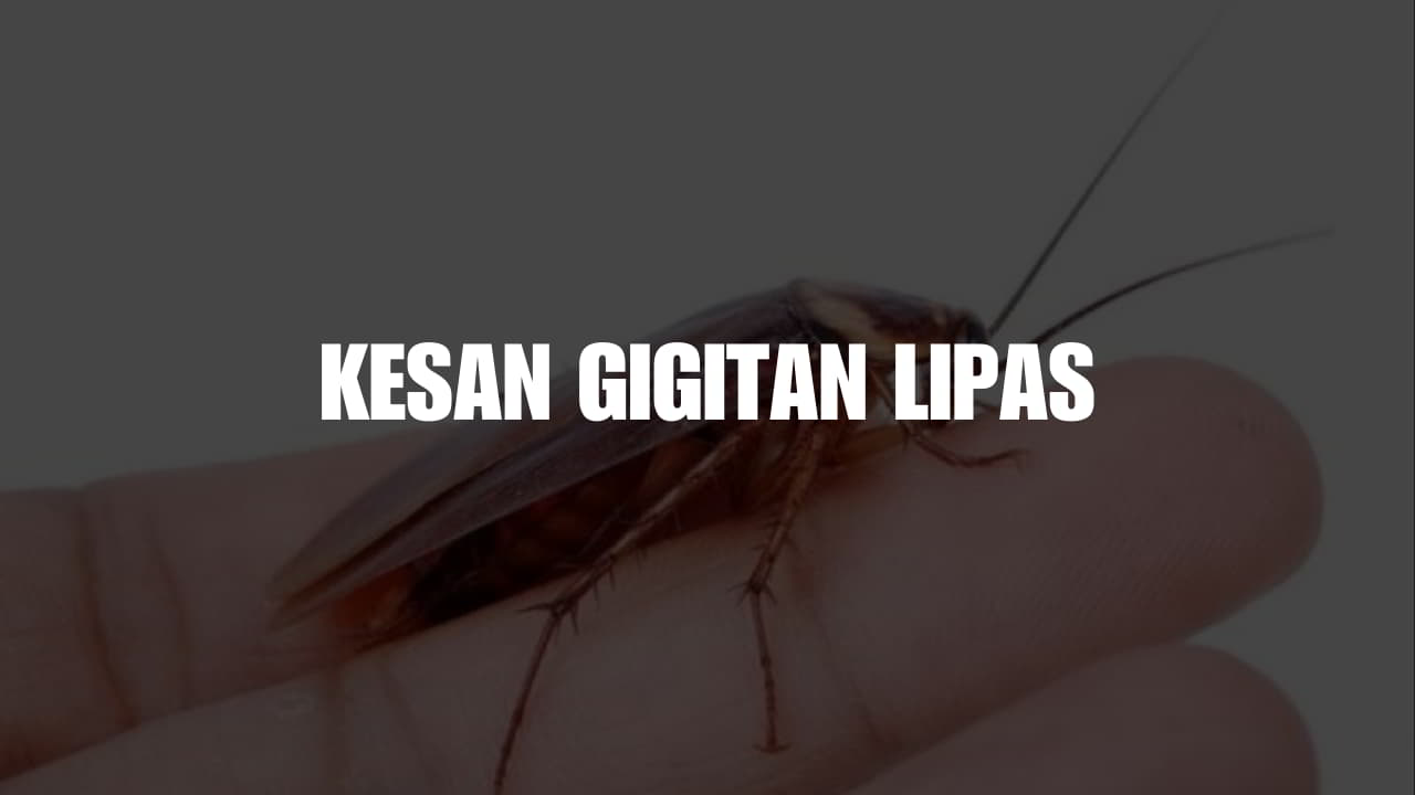 kesan gigitan lipas