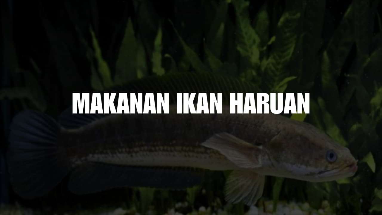 makanan ikan haruan