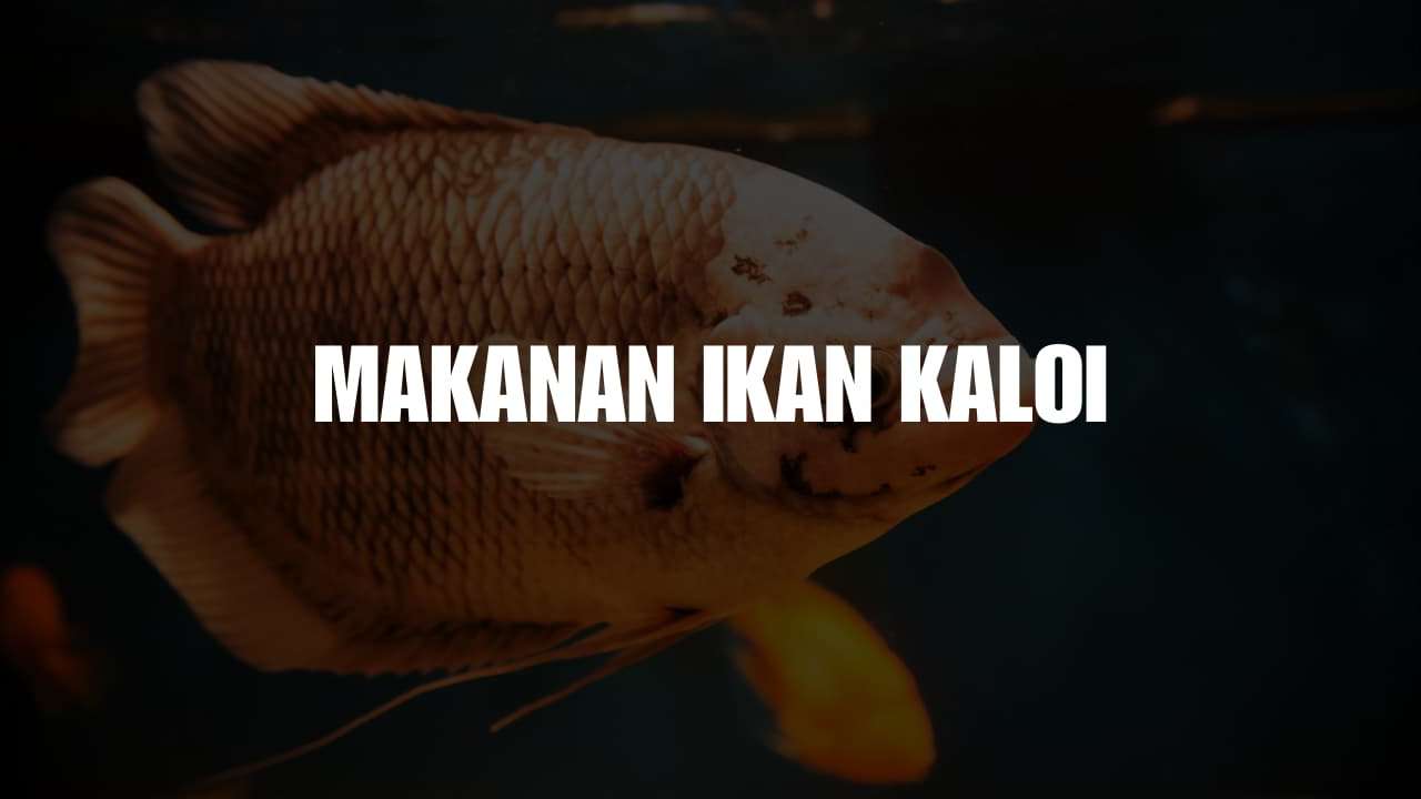 makanan ikan kaloi