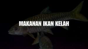 makanan ikan kelah