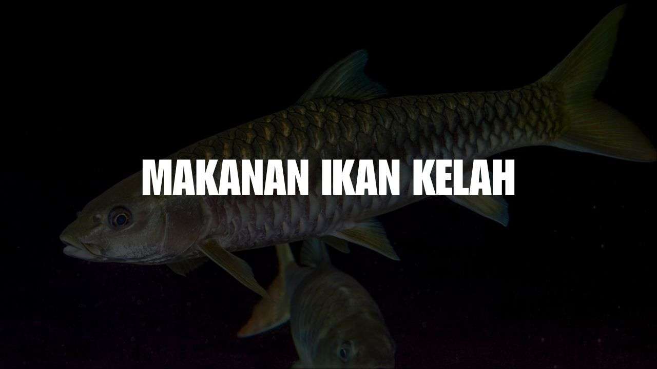 makanan ikan kelah