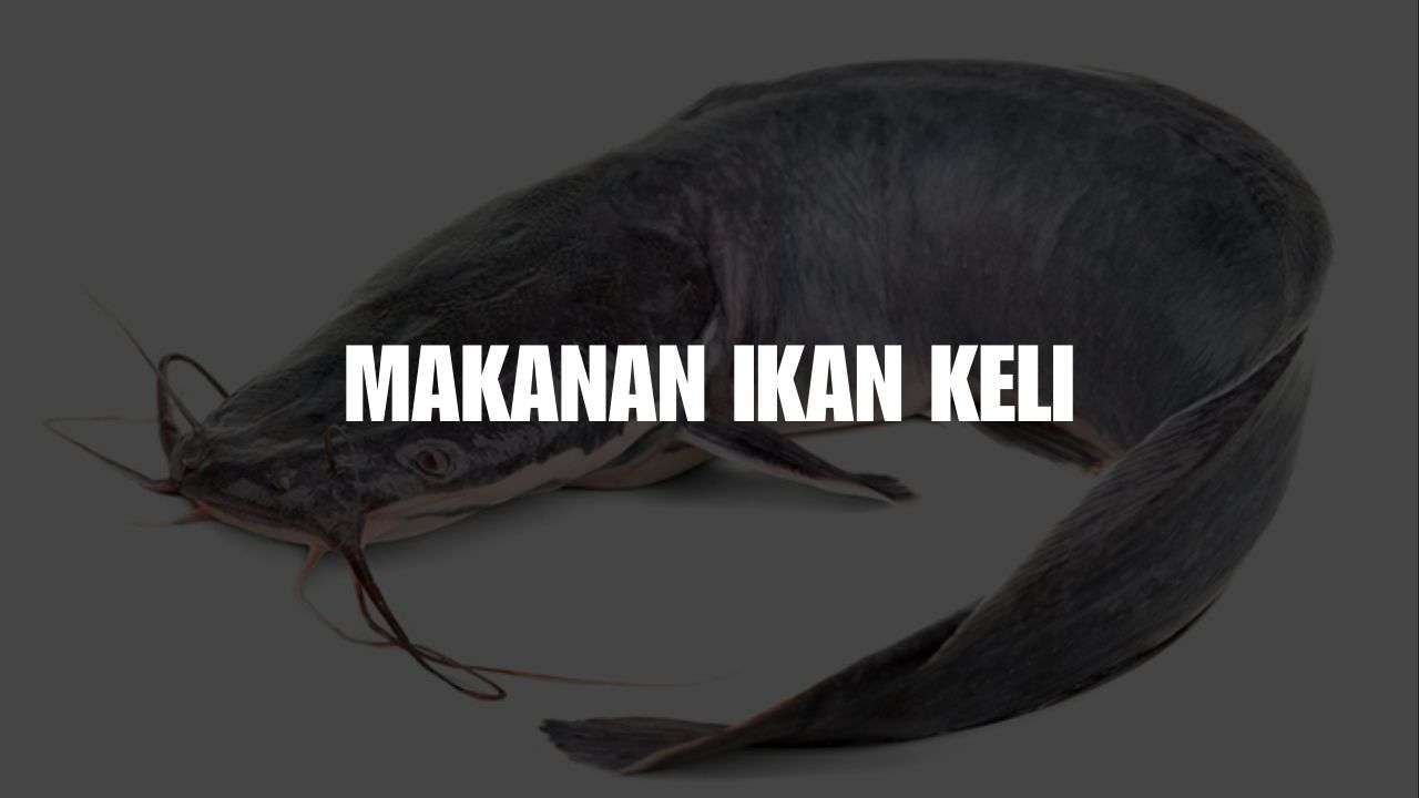 makanan ikan keli