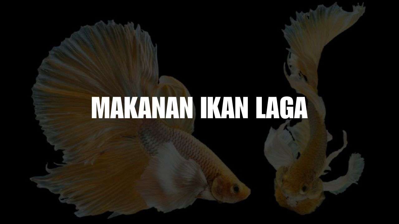 makanan ikan laga