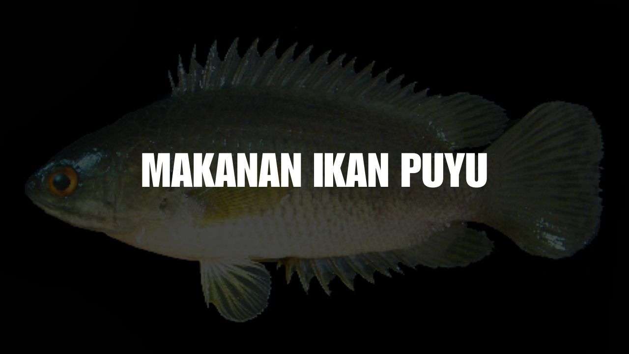 makanan ikan puyu