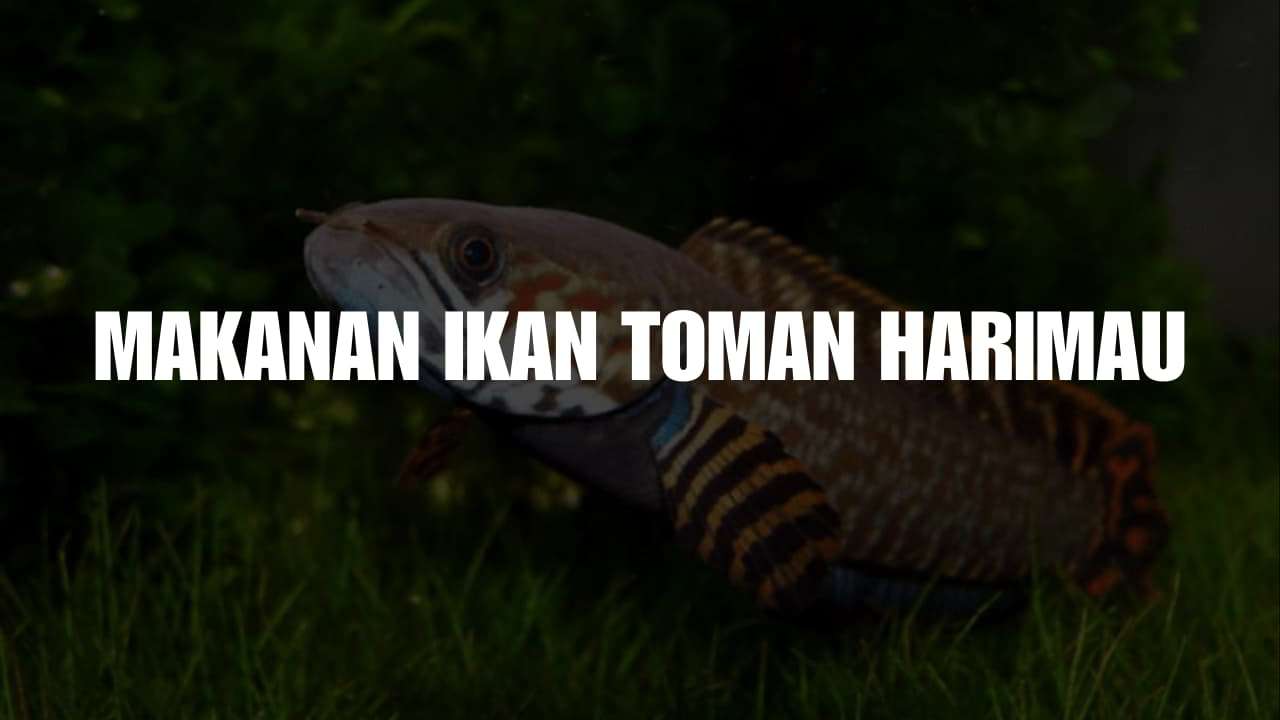 makanan ikan toman harimau