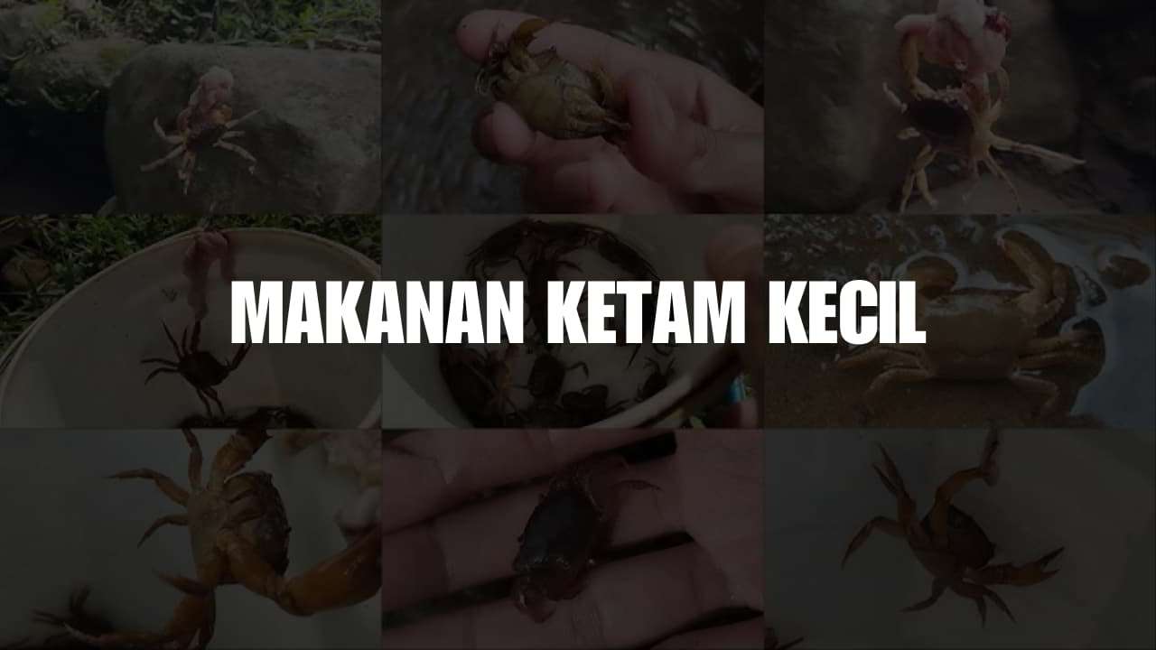 makanan ketam kecil