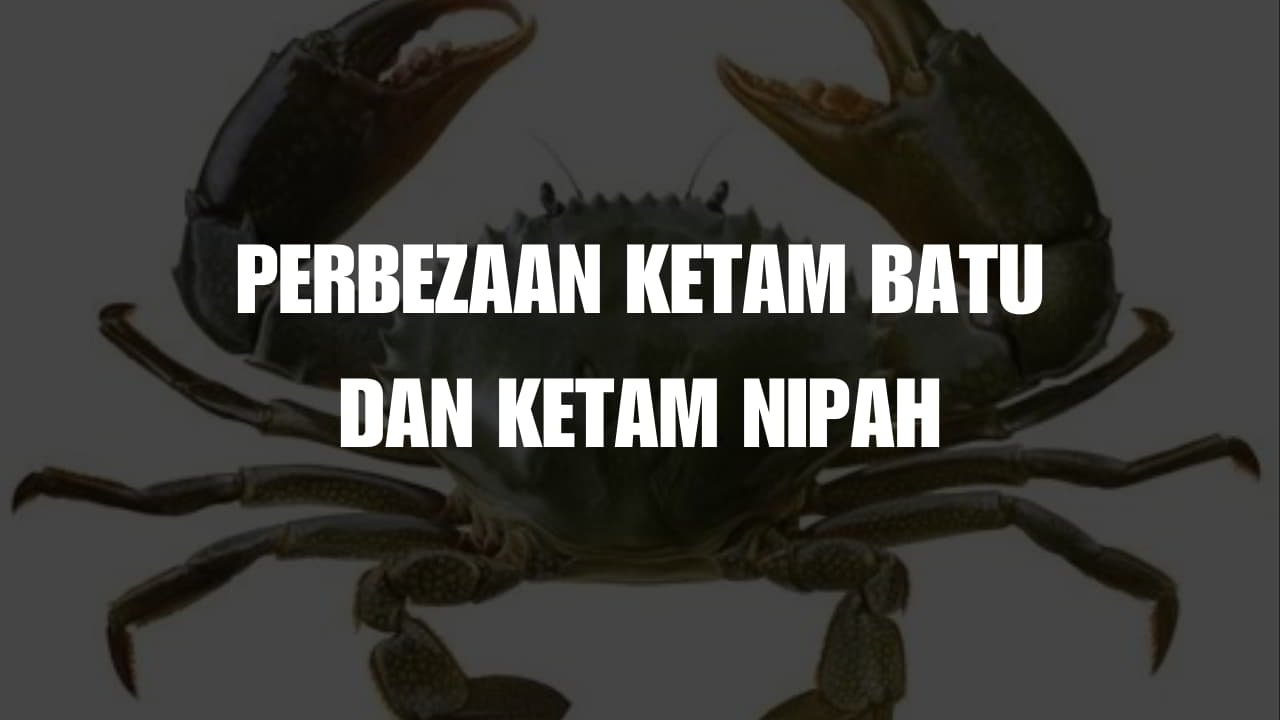 perbezaan ketam batu dan ketam nipah