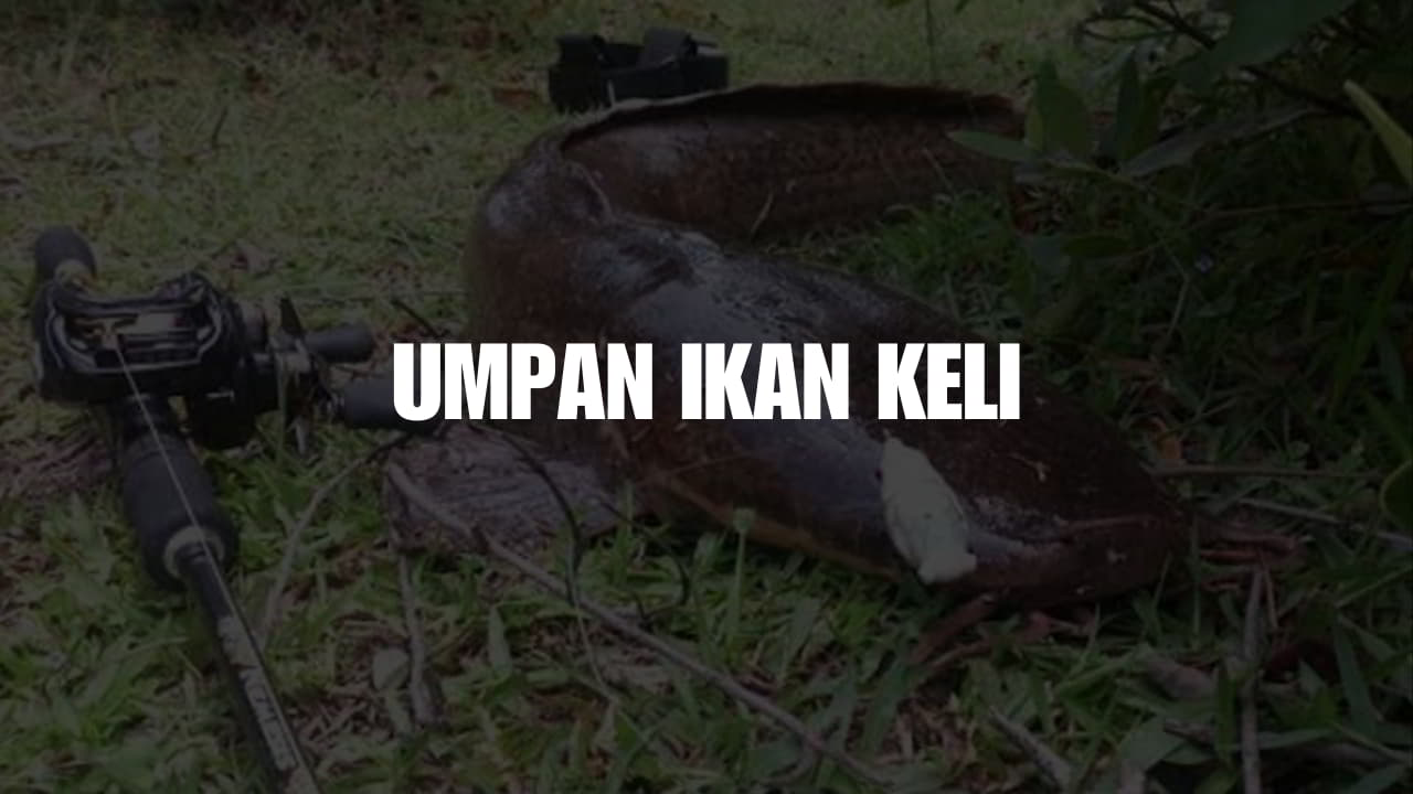 umpan ikan keli