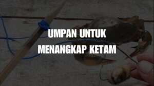 umpan untuk menangkap ketam