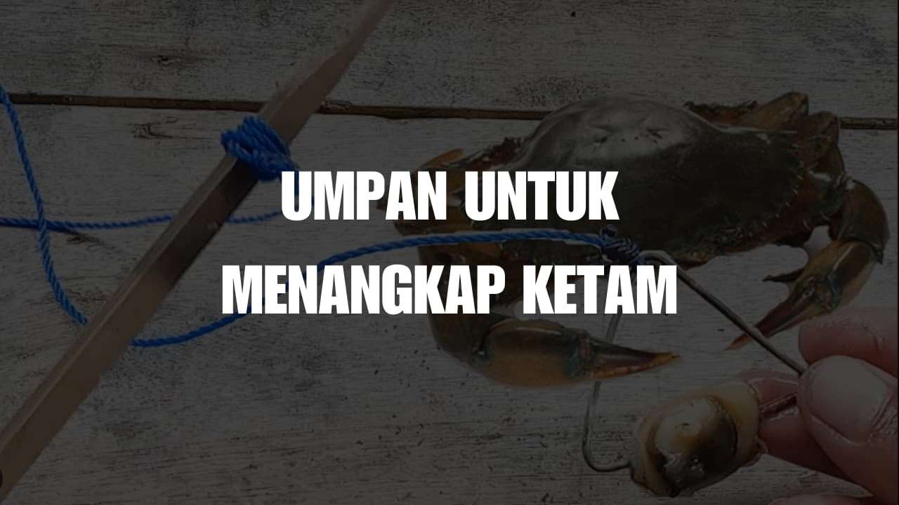 umpan untuk menangkap ketam